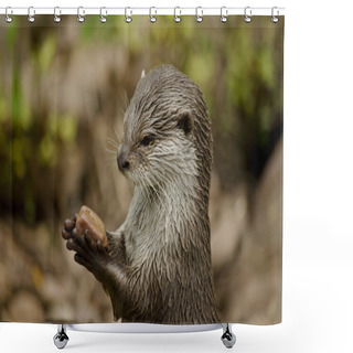 Personality  Oriental Otter  Close Up Shower Curtains