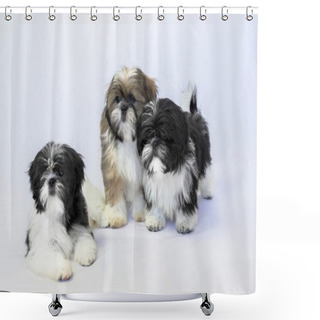 Personality  Three Shih Tzu Puppies Two Black And White And One Colored Shower Curtains