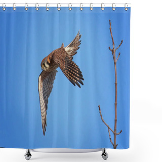 Personality  Pretty Kestrel Taking Off From A Branch Looking For Food Shower Curtains