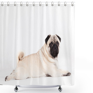 Personality   Pug Dog Lays Down Shower Curtains