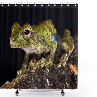 Personality  Forest Bromeliad Treefrog, Osteocephalus Cabrerai Shower Curtains