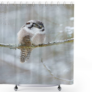 Personality  Hawk Owl In Nature Forest  Shower Curtains