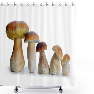 Personality  Edible Mushroom Boletus. Shower Curtains