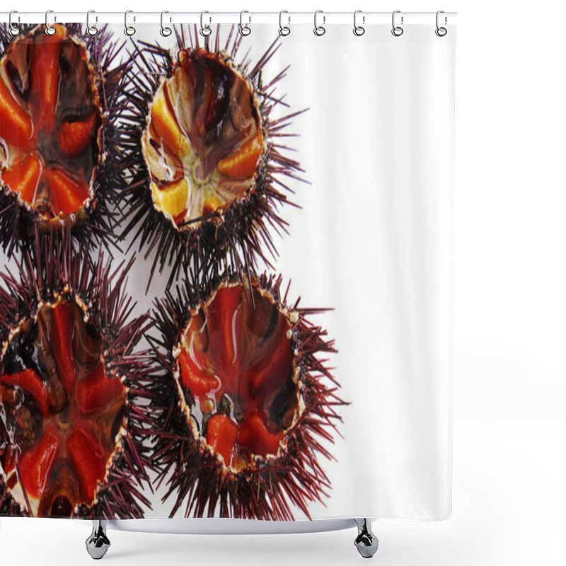 Personality  A Species Of Sea Urchin, Purple Sea Urchin Shower Curtains