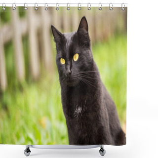 Personality  Beautiful Bombay Black Cat Portrait With Yellow Eyes And Attentive Look In Green Grass Outdoors In Nature, Copyspace Shower Curtains