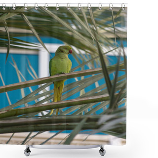 Personality  A Rose-Ringed Parakeet Sitting In A Palm Tree In Muscat, Oman In The Middle East.  Shower Curtains