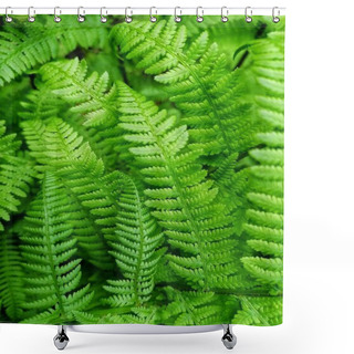 Personality  Background Of Green Fern Leaves  Shower Curtains