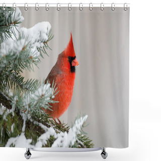 Personality  Northern Cardinal Perched In A Tree Shower Curtains