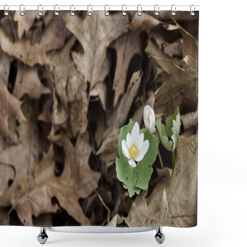 Personality  Close Up View Of Early Springtime Bloodroot Wildflowers (sanguinaria Canadensis) Growing In Their Native Woodland Environment Shower Curtains