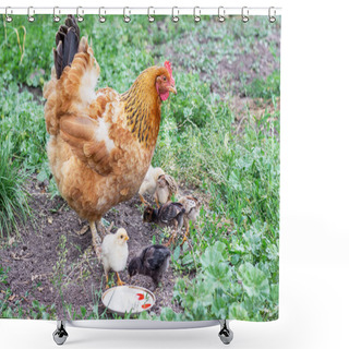 Personality  Chicken With Small Chickens In The Garden Looking For Food Shower Curtains