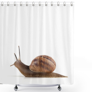 Personality  Garden Snail Isolated On White Background. Shower Curtains