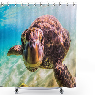 Personality  Hawaiian Green Sea Turtle Cruising In The Warm Waters Of The Pacific Ocean In Hawaii Shower Curtains