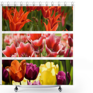 Personality  Collage From Different Colored Tulips Shower Curtains