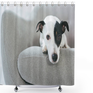 Personality  Sad Jack Russell Terrier Dog Lying On Armchair Shower Curtains