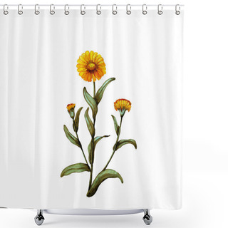 Personality  Watercolor Illustration Of Calendula Plant Shower Curtains
