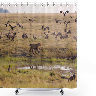 Personality  Lionesses Chasing Vultures From A Kill. Shower Curtains