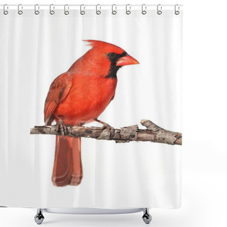 Personality  Northern Cardinal (Cardinalis) On A Branch - Isolated On A White Background Shower Curtains
