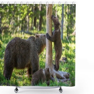 Personality  Brown Bear And Cubs In The Summer Forest. Scientific Name: Ursus Arctos Arctos. Natural Habitat. Shower Curtains