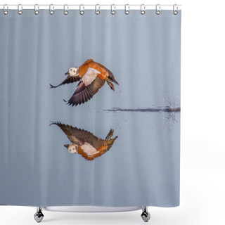 Personality  A Female Cape Shelduck Taking Flight With A Perfect Reflection In The Calm Waters. National Park South Africa Shower Curtains