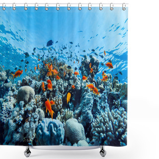 Personality  Colorful Corals And Exotic Fishes At The Bottom Of The Red Sea. Beautiful Natural Summer Background Shower Curtains