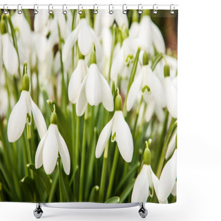 Personality  Snowdrops - Galanthus Shower Curtains
