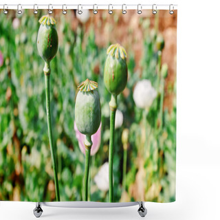 Personality  Opium Seed Shower Curtains