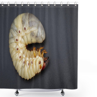 Personality  Image Of Grub Worms, Coconut Rhinoceros Beetle (Oryctes Rhinocer Shower Curtains
