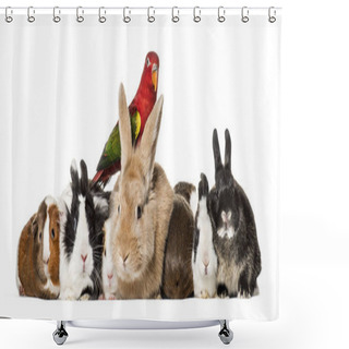 Personality  Rabbits, Guinea Pigs And Chattering Lory Parrot Sitting Against White Background Shower Curtains