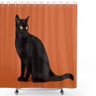 Personality  Black Traditional Bombay Cat On Nuts Background Shower Curtains