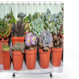 Personality  Different Types Of Succulents In Red Pots On A White Shelf. Ophthalmophyllum Friedrichiae Succulent In Bloom. Collection Of Succulents Shower Curtains