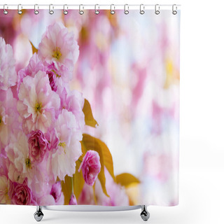 Personality  Pink Cherry Blossoms In Spring Orchard Shower Curtains