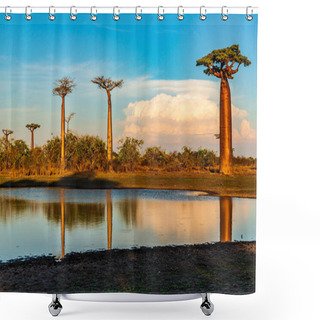 Personality  Beautiful Baobab Trees At Sunset At The Avenue Of The Baobabs In Madagascar Shower Curtains