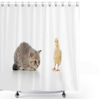 Personality  Grey Furry Kitten Looking At Little Chick Isolated On White Shower Curtains