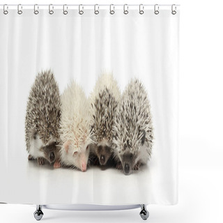 Personality  Four Adorable African White- Bellied Hedgehog Standing On White Background. Shower Curtains