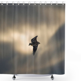 Personality  Flying Eagle Silhouetted On Sunset Sky Background. Juvenile Sea Eagle Flying Among Storm Clouds Near Sunset. Juvenile White-tailed Eagle. Haliaeetus Albicilla, Also Known As The Ern, Erne, Gray Eagle, Shower Curtains