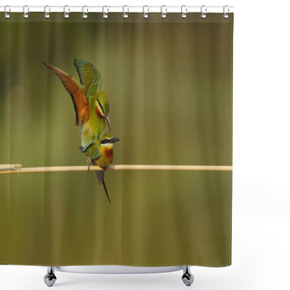 Personality  Blue-Tailed Bee Eater Bird  Shower Curtains