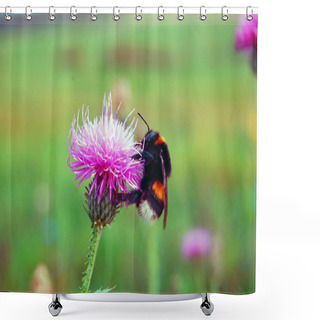 Personality  Bumble-bee Sitting On Wild Flower Shower Curtains