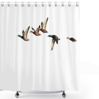 Personality  Mallards In Flight, Isolated On White Shower Curtains