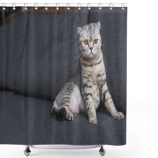 Personality  Scottish Fold Cat Sitting On Couch In Living Room Shower Curtains
