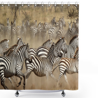 Personality  Herd Of Zebras Gallopping Shower Curtains