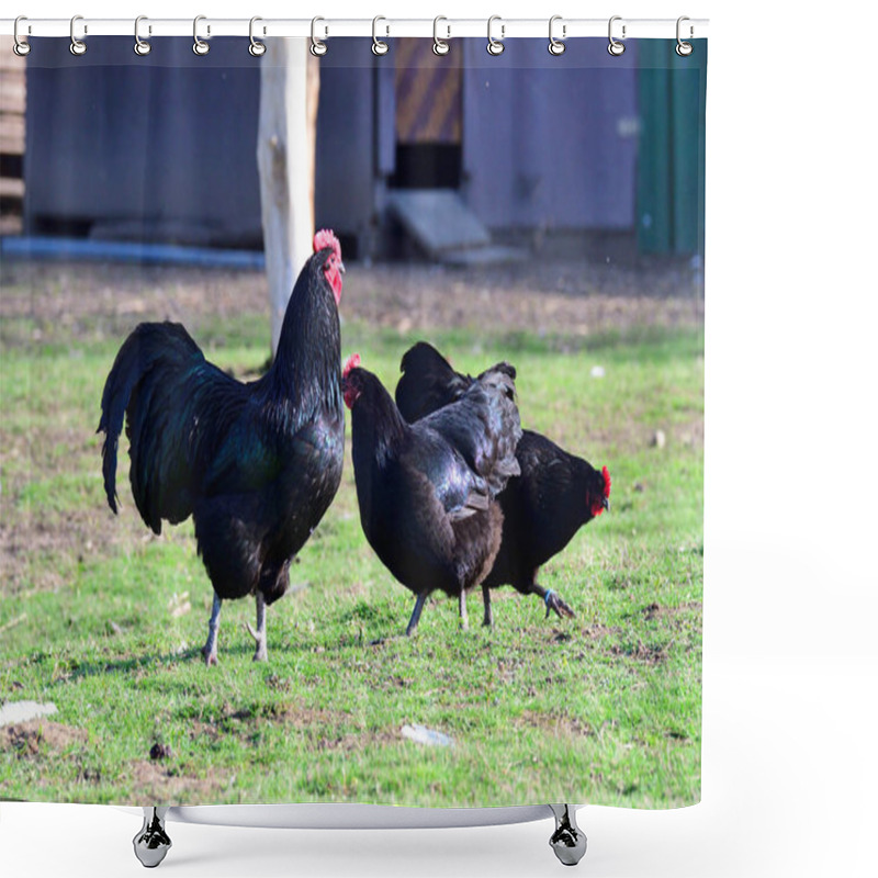 Personality  Australorp Chicken On A Meadow Shower Curtains