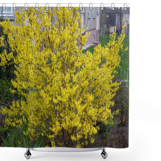 Personality  The Shrub Forsythia Viridissima Or Supensa Bloomed In The Spring Shower Curtains