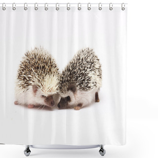 Personality  Cute And Two Fun Hedgehog Baby Kiss Shower Curtains