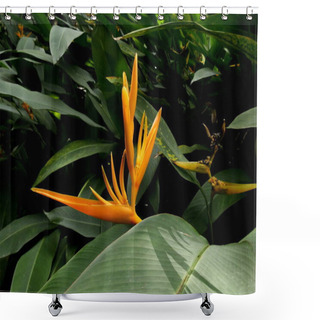 Personality  Orange Parakeet Flowers Or Heliconia Psittacorum, Tropical Garden Shower Curtains