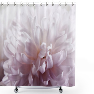 Personality  Close Up Macro Of Flower Petals Chrysanthemum In Pink And White Full Bloom. Shower Curtains