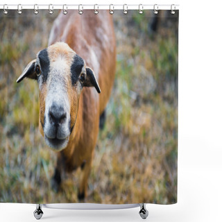 Personality  Curious Barbado Blackbelly Sheep Portrait Shower Curtains