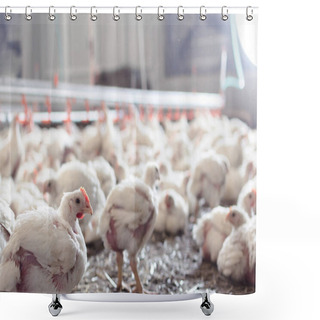 Personality  Indoors Chicken Farm, Chicken Feeding, Close Up. Shower Curtains