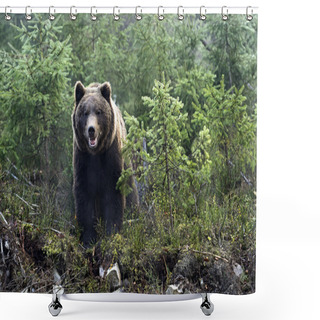 Personality  Brown Bear Shower Curtains