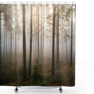 Personality  Cloudy Autumn Day In The Forest. Morning Fog And Green Pine Trees. Kemeri. Latvia Shower Curtains