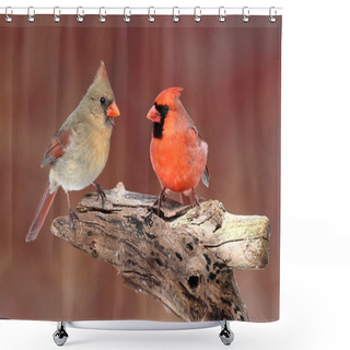 Personality  Pair Of Northern Cardinals Shower Curtains